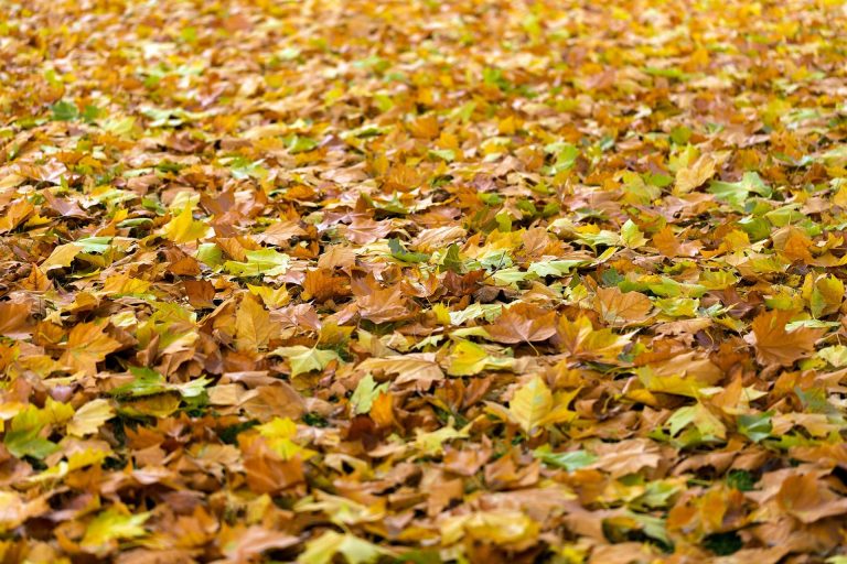 In het najaar ruimt de gemeente Helmond herfstbladeren op met veeg– en zuigwagens